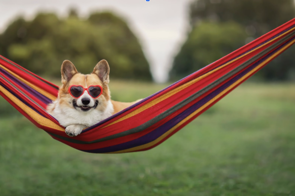 Finding the Perfect Pet-Friendly Stay